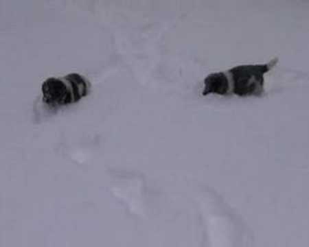 Playing in the snow