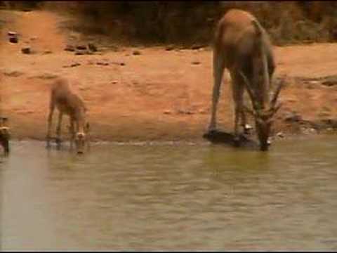 Eland Calves at Pete's Pond 10/21/2006