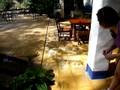 videos de Feed 'em lizards