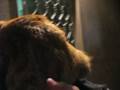 videos de Gato culeado