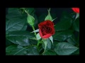 Million Scarlet Roses for You, Teddy!