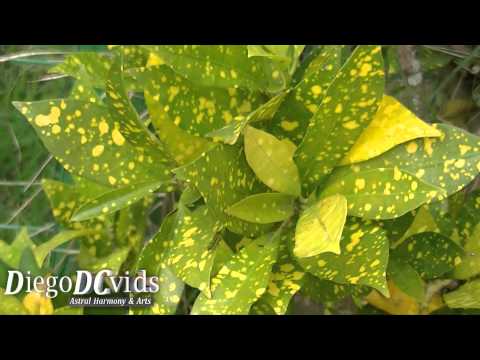how to fertilize crotons