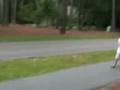 cops on bikes#11
