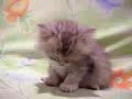 yatma kedi