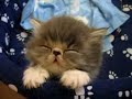uyuyan kedi