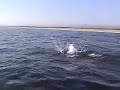 manta ray jumps manta ray jumps