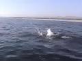 manta ray jumps
