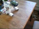Aibo ERS-7m3