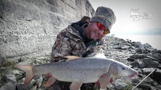 Paduc és márna horgászat a Margit hídnál