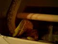 GTP eating