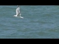 Seagull touch and go Seagull touch and go