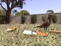 passaros se alimentando