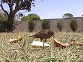 passaros se alimentando