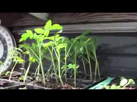 how to fertilize mock orange