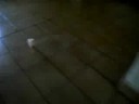 O PintinhoO de Estima��O