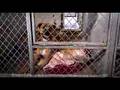 Pedigree commercial - Dixie