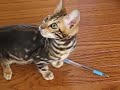 Bengal Kitty playing with Pen - \"The Young and the Restless\"