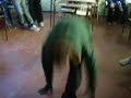 rodry gatito herni bailando electro