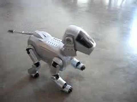 Pitchou a 7 years old robot dog with piercings, still plays with his pink 