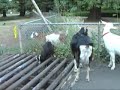 Goat TV