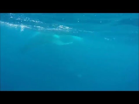Swim with Humpback Whales and Whale Sharks on Ningaloo Reef in Western Australia in 2016