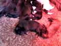 puppy,s van Misty 1 dag oud!!