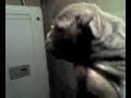 tookie pups 6