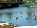 videos de Geese and mallards on the Cannon River