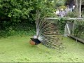 The Curraghs Wildlife Park - Isle Of Man