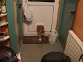 Fat Cat Comes Through The Catflap