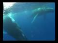 Swimming with Whales at Turks and Caicos Islands