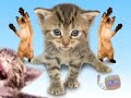 Singing cat joy-joy-joy
