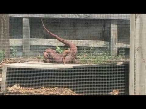 YouTube reptile video