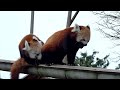 Firefox / Panda Roux