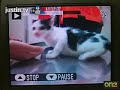 Three Cute Kittens Vaccinated & Dewormed