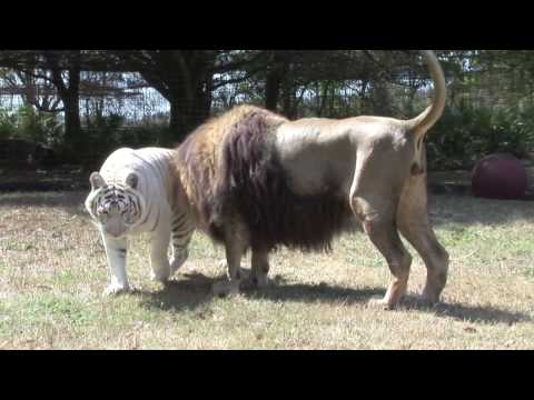 Giraffe versus lion tiger?