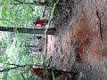 Paris Mountain DH Crash