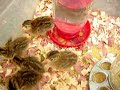 keets eat beetles
