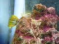 Buin Zoo Acuario 1
