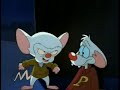 pinky i mozg