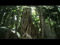 Rainforest: Beneath the Canopy Part 01