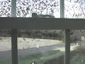 Birds in Bolton CT