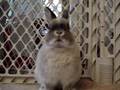 Bunny Rabbit gone crazy