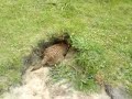 Amazing Border Terriers down rabbit hole