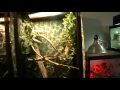 Reptile room11.13.09