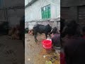 ঢাকায় ক্রেতা শূন্য গরুর হাট