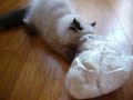 Cat VS Cotton Candy
