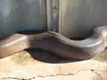 Anaconda