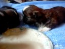 Shorkie Puppies #1 breed in the USA Shorkie Puppies #1 breed in the USA