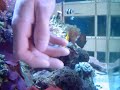 gobi (peixe marinho) deita na mão do dono para ganhar cafuné. 